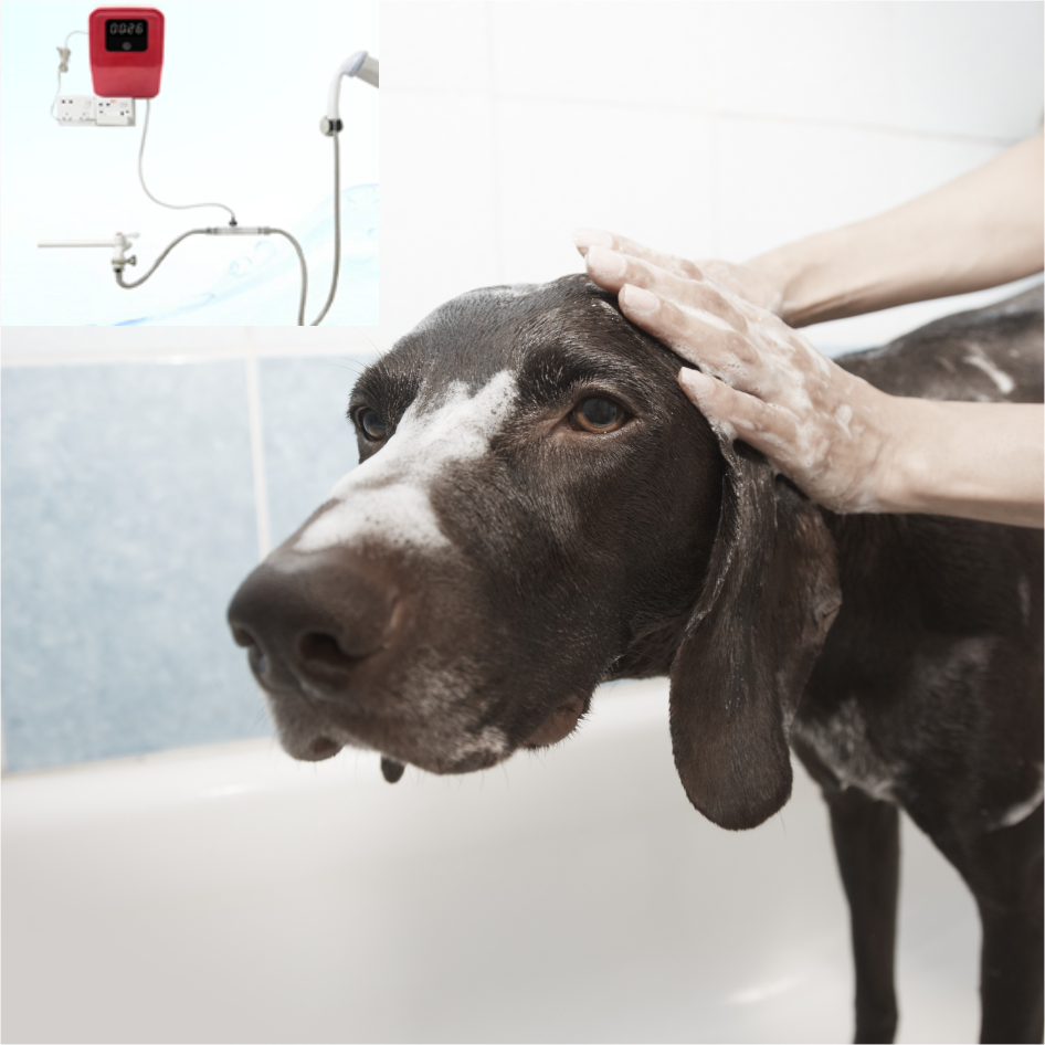 Ozone Shower for Pets