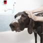 Ozone Shower for Pets